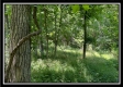Tract 6 - Muskingum Woods property photo