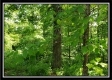 Tract 5 - Perry Retreat property photo