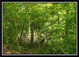 Tract 5 - Perry Retreat property photo