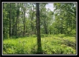 Tract 5 - Perry Retreat property photo