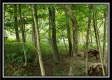 Serenity Cabin at Winner Lane property photo