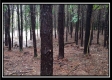 Tract 5 - New Lexington property photo