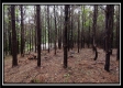 Tract 5 - New Lexington property photo