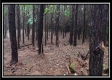 Tract 5 - New Lexington property photo