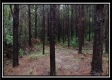 Tract 5 - New Lexington property photo