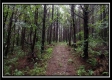 More of Tract 5 - New Lexington