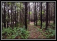 Tract 5 - New Lexington property photo