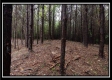 Tract 5 - New Lexington property photo