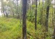 Tract 2 - New Lexington Woods property photo