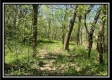 Tract 11 - The Woods at Sunfish Creek property photo
