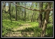 Tract 11 - The Woods at Sunfish Creek property photo