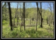 Tract 11 - The Woods at Sunfish Creek property photo