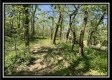 More of Tract 11 - The Woods at Sunfish Creek