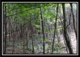 Tract 1A – New Lexington Woods property photo