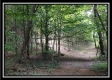 Tract 1A – New Lexington Woods property photo