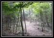 Tract 1A – New Lexington Woods property photo
