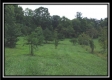 Tract 1A – New Lexington Woods property photo