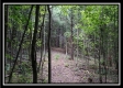 More of Tract 1A – New Lexington Woods