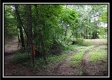 More of Tract 1A – New Lexington Woods
