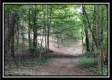 Tract 1A – New Lexington Woods property photo
