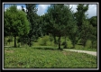Tract 1A – New Lexington Woods property photo