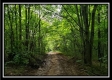 Tract 3 – The Woods at Pedigo Ridge property photo
