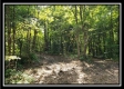 Tract 3 – The Woods at Pedigo Ridge property photo