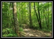Tract 3 – The Woods at Pedigo Ridge property photo