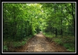 Tract 3 – The Woods at Pedigo Ridge property photo