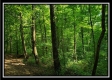 Tract 3 – The Woods at Pedigo Ridge property photo