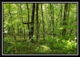 Tract 3 – The Woods at Pedigo Ridge property photo