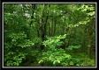 Tract 3 – The Woods at Pedigo Ridge property photo