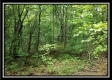 Tract 3 – The Woods at Pedigo Ridge property photo