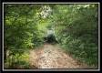 Tract 3 – The Woods at Pedigo Ridge property photo