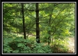 Tract 3 – The Woods at Pedigo Ridge property photo