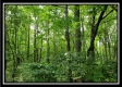 Tract 3 – The Woods at Pedigo Ridge property photo