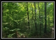 Tract 3 – The Woods at Pedigo Ridge property photo