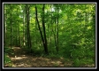 Tract 3 – The Woods at Pedigo Ridge property photo