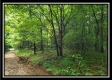More of Tract 3 – The Woods at Pedigo Ridge