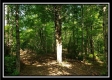Tract 3 – The Woods at Pedigo Ridge property photo