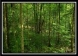 Tract 3 – The Woods at Pedigo Ridge property photo