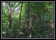 Tract 3 – The Woods at Pedigo Ridge property photo