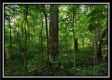 Tract 3 – The Woods at Pedigo Ridge property photo