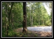 Tract 3 – The Woods at Pedigo Ridge property photo