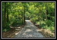 More of Tract 3 – The Woods at Pedigo Ridge
