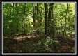 More of Tract 3 – The Woods at Pedigo Ridge
