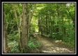 More of Tract 3 – The Woods at Pedigo Ridge