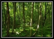 Tract 3 – The Woods at Pedigo Ridge property photo