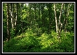 Tract 3 – The Woods at Pedigo Ridge property photo
