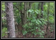 Tract 1B – New Lexington Woods property photo